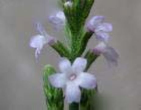 Verbena Officinalis L. Extract